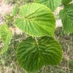 Davidia involucrata List