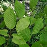 Fagus grandifoliaᱥᱟᱠᱟᱢ