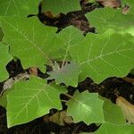 Solanum pectinatum