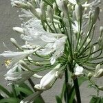 Agapanthus praecoxBlomst