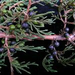 Juniperus recurva Hábito