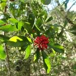 Pittosporum coccineum Fruchs