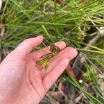 Cryptostylis erecta Flor