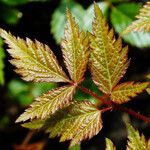 Astilbe japonica Hostoa