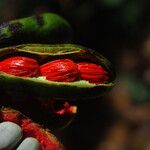 Xylopia cupularis Fruit