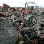 Silene thysanodes Bark