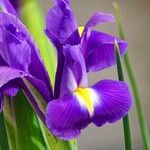 Iris latifolia फूल