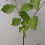 Zelkova carpinifolia برگ