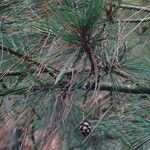 Pinus peuce Листок