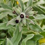 Nonea vesicaria Flor
