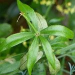 Rubia peregrina Blad