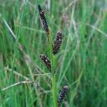 Carex nigra Květ