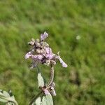Stachys argillicola Flower