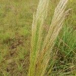 Loudetia phragmitoides Folha