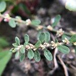 Polygonum plebeium Feuille