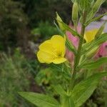 Oenothera biennisKukka