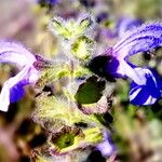 Salvia africana-caerulea Flower