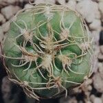 Gymnocalycium capillense Leaf
