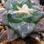 Ariocarpus kotschoubeyanus Staniste