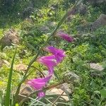 Gladiolus palustris Blüte