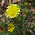 Andryala integrifolia Flor