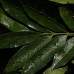 Swartzia nicaraguensis Leaf