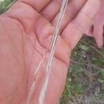 Stipa capillata Flower