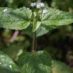 Ageratum conyzoides Leaf