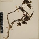 Acer campbellii Kita