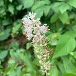 Clethra alnifoliaЦветок