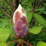 Rhododendron decorum Flor