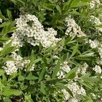 Spiraea × vanhouttei Leht