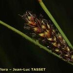 Carex lasiocarpa Fleur