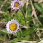 Erigeron thunbergii Fiore