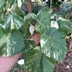 Hibiscus tiliaceus Blatt