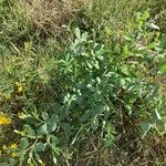 Baptisia alba Natur