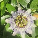 Passiflora caeruleaപുഷ്പം