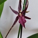 Brassia arachnoidea Λουλούδι