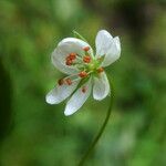 Stellaria graminea Цвят