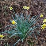 Narcissus pseudonarcissus Vivejo