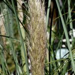 Cortaderia selloana عادت داشتن