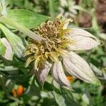 Monarda punctata Квітка