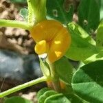 Arachis hypogaea Flor