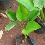 Calathea lutea Folio