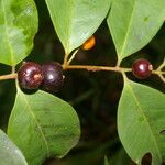 Eugenia oerstediana Fruto