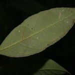 Rinorea pectino-squamata Leaf