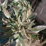 Lithraea molleoides Hoja