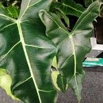 Alocasia micholitziana Blad