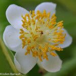 Calophyllum inophyllum Flor