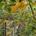 Prunus brigantina Плод
